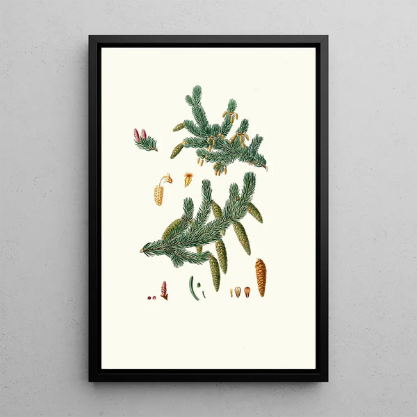 Pinus alba, abete bianco - Aylmer Bourke Lambert — quadro incorniciato alla parete