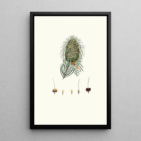 Pinus bracteata, abete a foglie bracteate - Aylmer Bourke Lambert — quadro incorniciato alla parete
