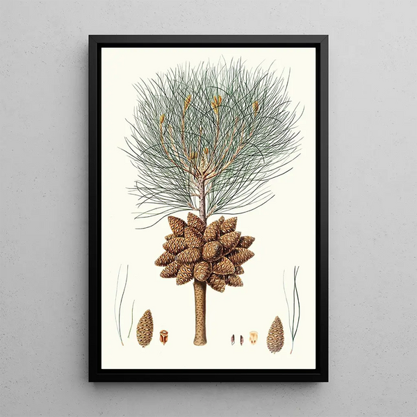 Riproduzione del dipinto Pinus brutia, pino calabrese - Aylmer Bourke Lambert