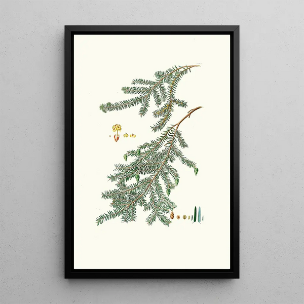 Riproduzione del dipinto Pinus canadensis, pino del Canada - Aylmer Bourke Lambert