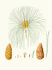 Pinus canariensis, pino delle Canarie - Aylmer Bourke Lambert — vista dell’opera