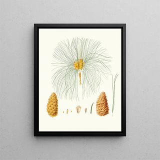 Aylmer Bourke Lambert - Pinus canariensis Canary pine.webp