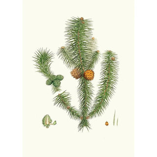 Aylmer Bourke Lambert - Pinus lanccolata Broadleaved fir.webp