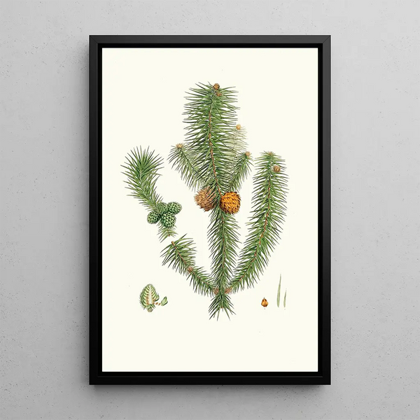 Pinus lancifoliata, abete a foglie larghe - Aylmer Bourke Lambert — quadro incorniciato alla parete