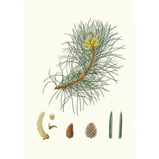 Aylmer Bourke Lambert - Pinus laricio Corsican pine.webp