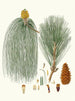 Pinus longifolia, pino indiano a foglie lunghe - Aylmer Bourke Lambert — vista dell’opera