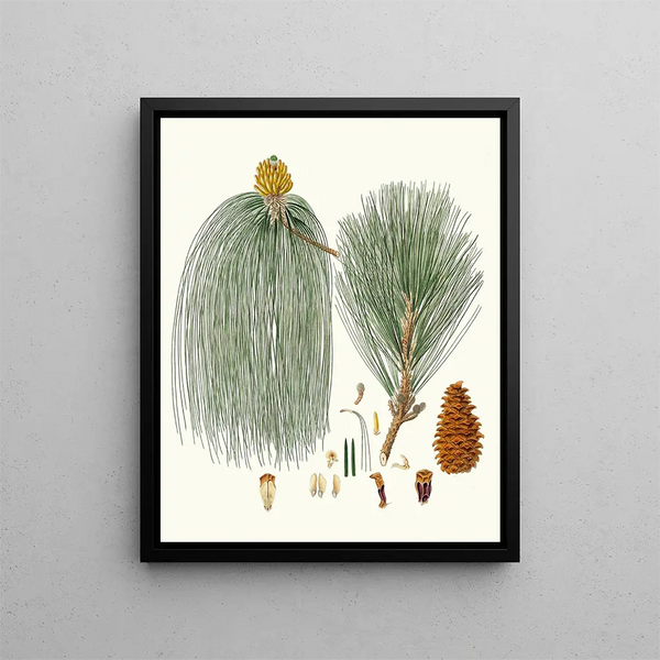 Pinus longifolia, pino indiano a foglie lunghe - Aylmer Bourke Lambert — quadro incorniciato alla parete