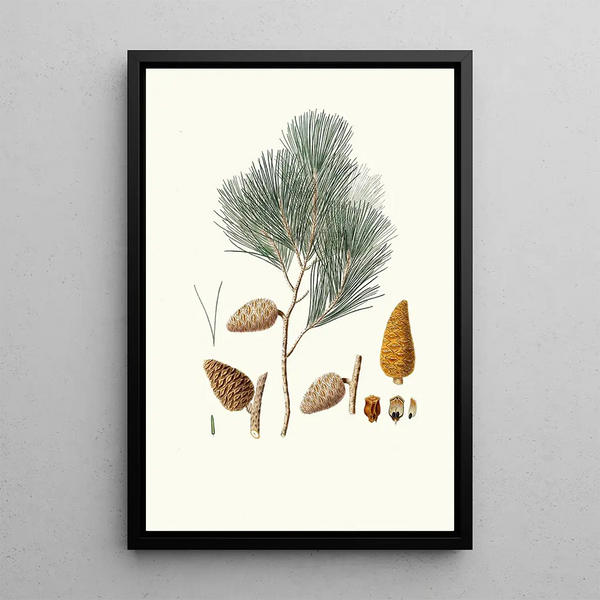 Pinus maritima, pino marittimo - Aylmer Bourke Lambert — quadro incorniciato alla parete
