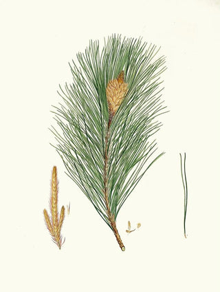 Aylmer Bourke Lambert - Pinus massoniana Indian pine.webp
