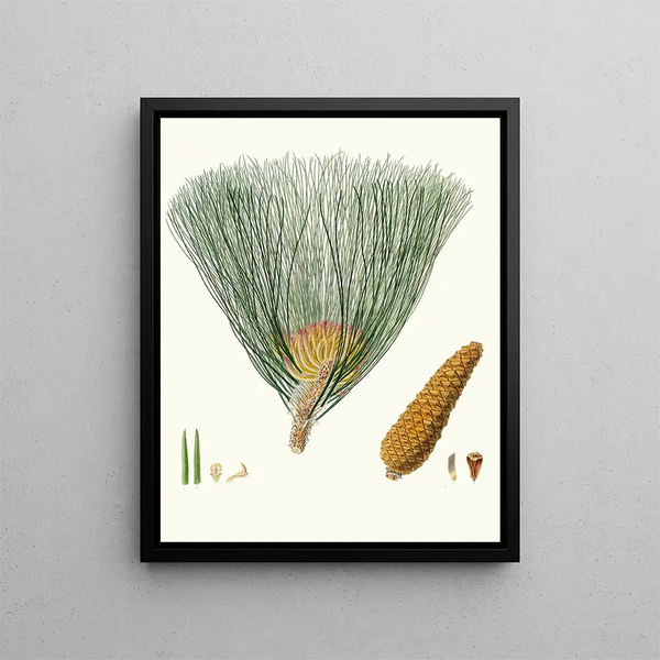Pinus palustris - Aylmer Bourke Lambert — quadro incorniciato alla parete