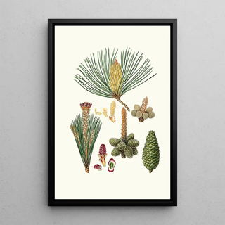 Aylmer Bourke Lambert - Pinus pinaster The pinaster or Cluster pine.webp