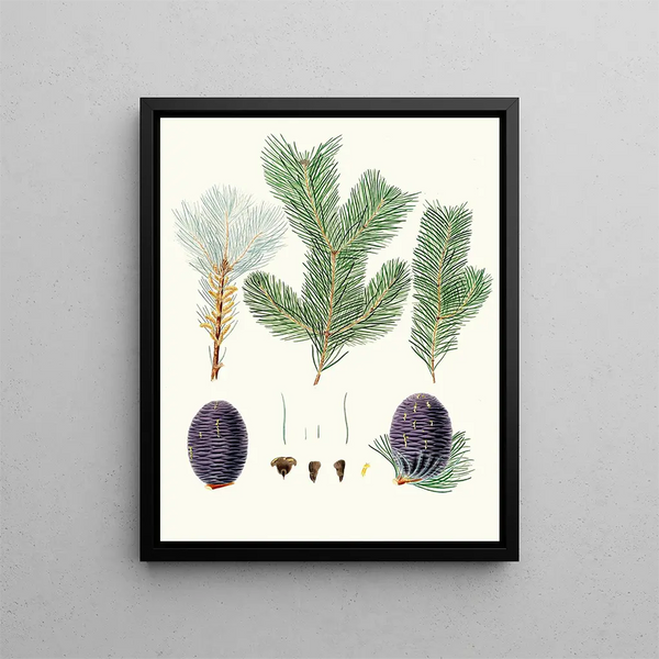 Pinus pindrow - Aylmer Bourke Lambert — quadro incorniciato alla parete