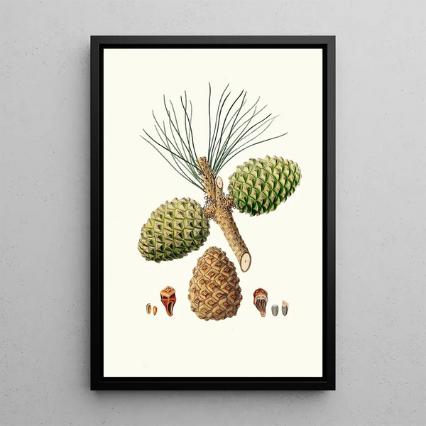 Riproduzione del dipinto Pinus pinea Pin parasol - Aylmer Bourke Lambert