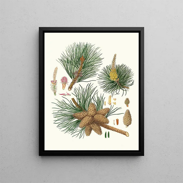 Pinus rigida - Aylmer Bourke Lambert — quadro incorniciato alla parete