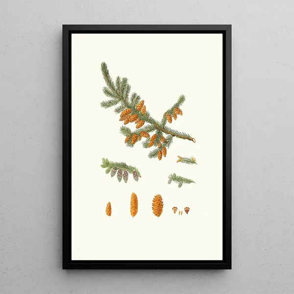 Pinus rubra Pin rosso di Terranova - Aylmer Bourke Lambert — quadro incorniciato alla parete