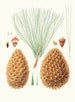 Pinus sabiniana - Aylmer Bourke Lambert — vista dell’opera