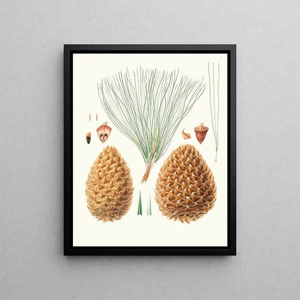 Pinus sabiniana - Aylmer Bourke Lambert — quadro incorniciato alla parete
