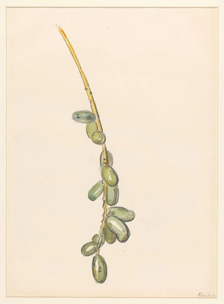 Barbara Elisabeth van Houten - Takje van een dadelpalm met groene vruchten.webp