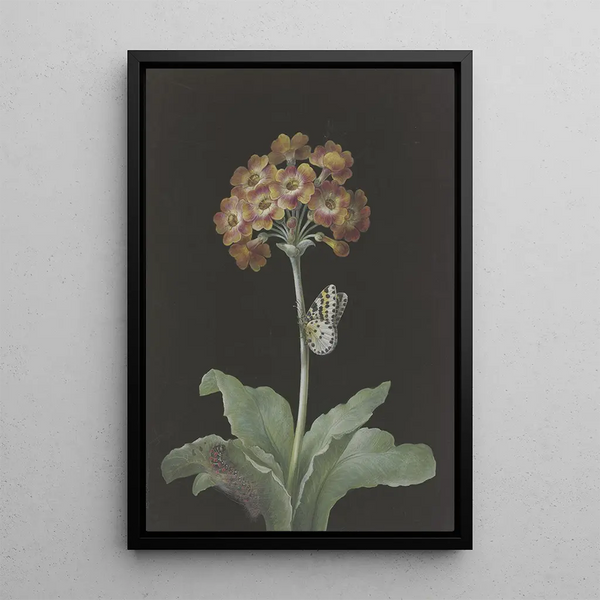Barbara Regina Dietzsch - Orangerote Aurikel Primula auricula mit StachelbeerHarlekin und sich einspinnender Raupe.webp