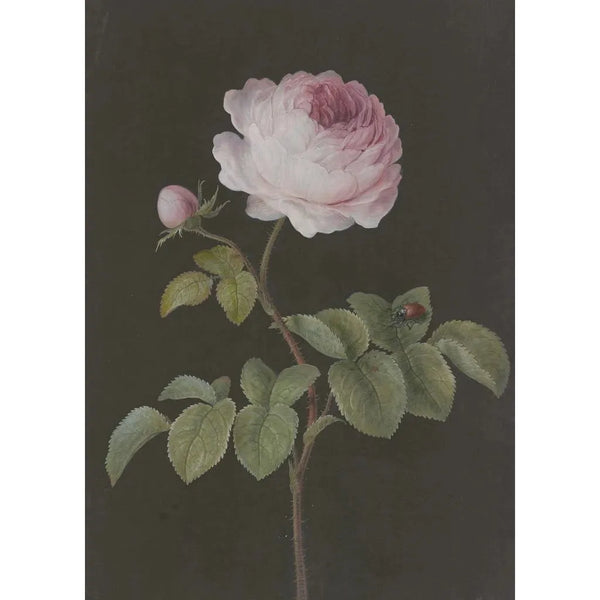 Barbara Regina Dietzsch - Rosa Rose Rosa mit einem braunen Kfer.webp