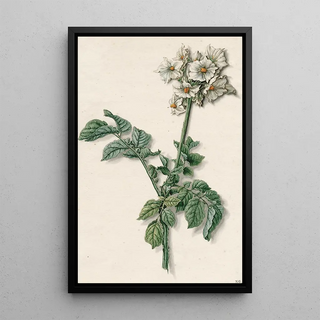 Barend Hendrik Thier - Bloeiende aardappelplant.webp