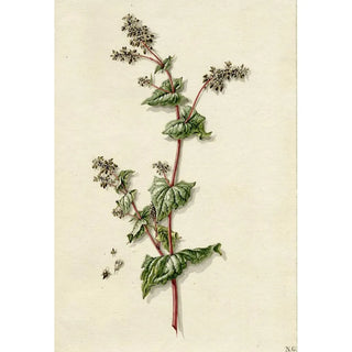 Barend Hendrik Thier - Buckwheat blossoming.webp