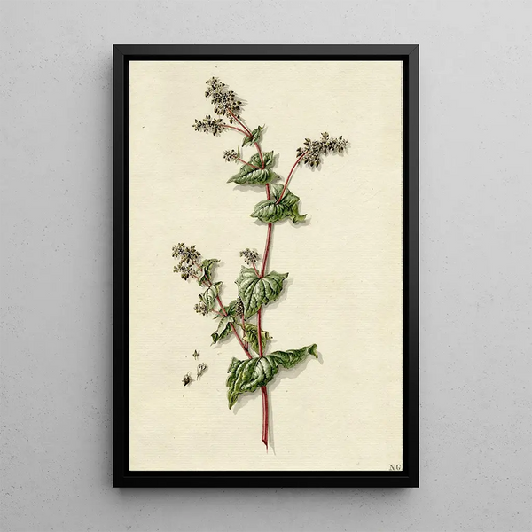 Barend Hendrik Thier - Buckwheat blossoming.webp
