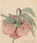 Peonia - Barend Hendrik Thier — vista dell’opera
