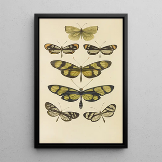 Barret And Sons - South American Butterflies.webp