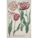 Riproduzione del dipinto Tulipani - Bartholomäus Seutter