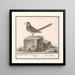 di Motacilla alba - Anselmus Botius de Boodt — quadro incorniciato alla parete