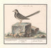 di Motacilla alba - Anselmus Botius de Boodt — vista dell’opera