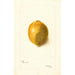 Citrus limon - Bertha Heiges — vista dell’opera