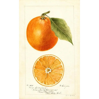 Bertha Heiges - Citrus sinensis Large St.webp