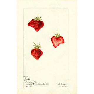Bertha Heiges - Fragaria Meeks.webp