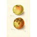 Riproduzione del dipinto Malus domestica Rhode Island Greening - Bertha Heiges