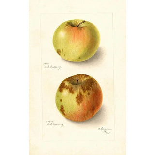 Bertha Heiges - Malus domestica Rhode Island Greening.webp