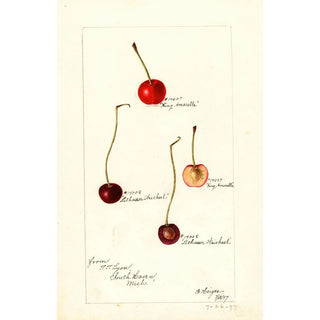 Bertha Heiges - Prunus avium.webp