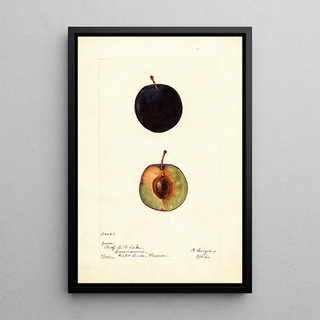 Bertha Heiges - Prunus domestica Coeur de Boeuf.webp