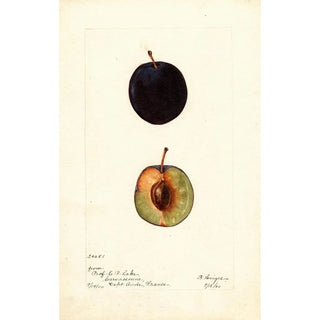 Bertha Heiges - Prunus domestica Coeur de Boeuf.webp