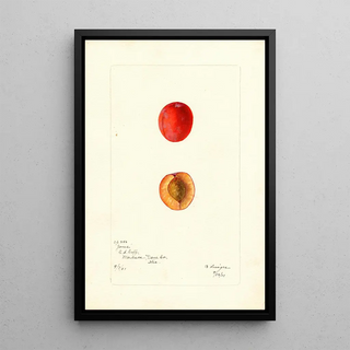 Bertha Heiges - Prunus domestica Jones.webp