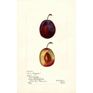 Bertha Heiges - Prunus domestica Niagara.webp