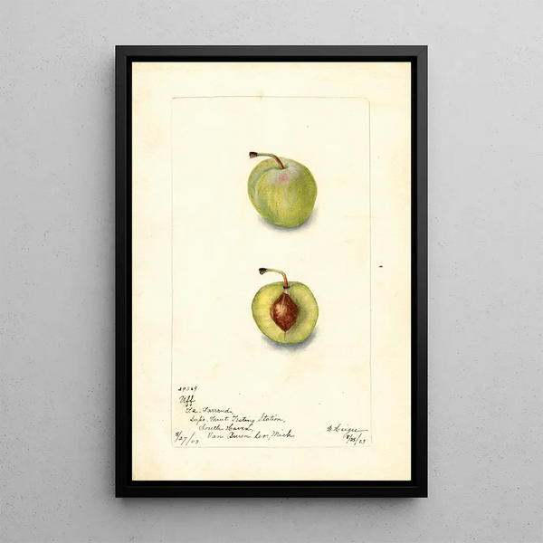 Prunus domestica Uff - Bertha Heiges — quadro incorniciato alla parete
