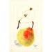 Pyrus communis Erwin - Bertha Heiges — vista dell’opera