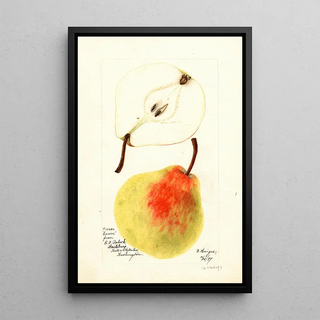 Bertha Heiges - Pyrus communis Erwin.webp