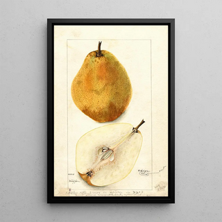 Bertha Heiges - Pyrus communis Kieffer.webp