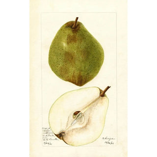 Bertha Heiges - Pyrus communis Kieffer Most Green.webp