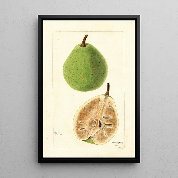 Pyrus communis Le Conte - Bertha Heiges — quadro incorniciato alla parete