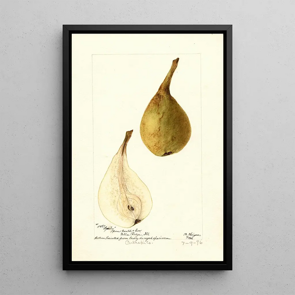 Pyrus communis Lyerly - Bertha Heiges — quadro incorniciato alla parete