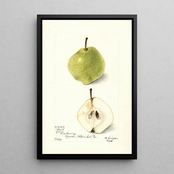 Pyrus communis Wiest - Bertha Heiges — quadro incorniciato alla parete